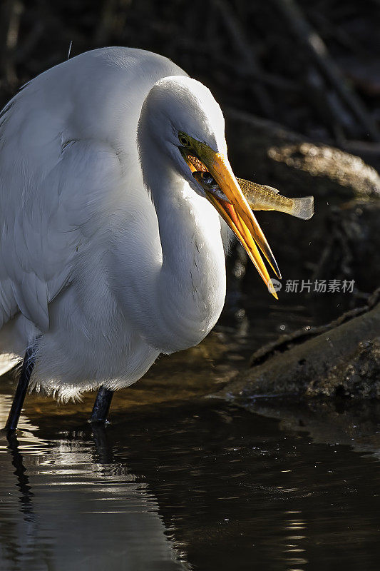 大白鹭，Ardea alba，丁达林国家野生动物保护区，Sanibel岛，佛罗里达州